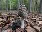 Harkálytintagomba (Coprinopsis picacea), Budai-hegység